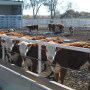 BT_Hereford_Replacement_Heifers