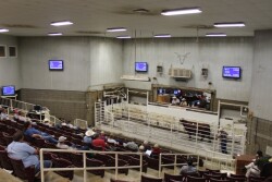 BT_Sale_Barn_Cattle