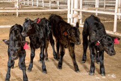 Beef on Dairy