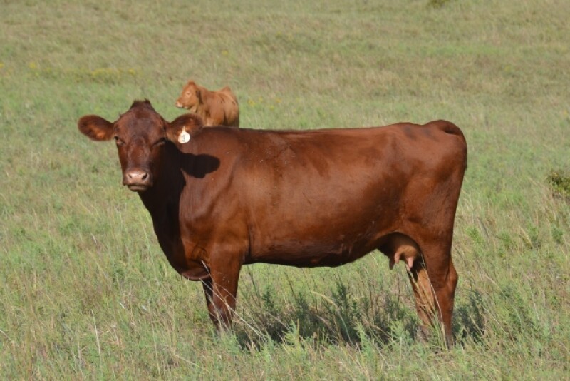 BT_Red_Cow_Calf