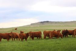 Pumpkin Creek Ranch
