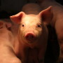 Piglet at Borgic Farms