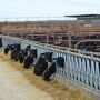 Could fewer vaccinations reduce the incidence of BRD in beef-on-dairy calves? Some bovine veterinarians believe so.