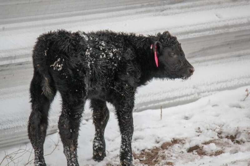 Black calf.jpg