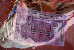 Meat-Grading-Insp.USDA_.jpg