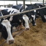DT_Cows_Feedline