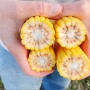 corn sample
