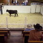 South_Dakota_Cattle_Auction