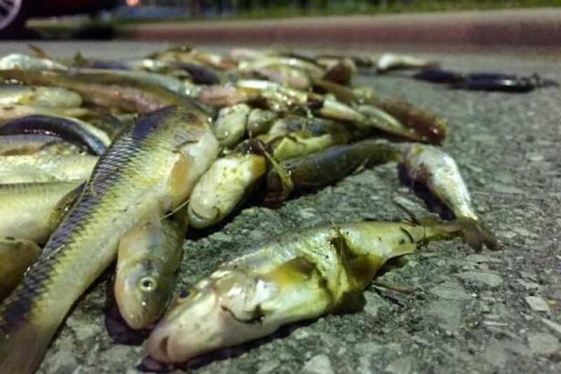 fish_kill