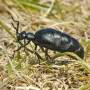Blister beetle
