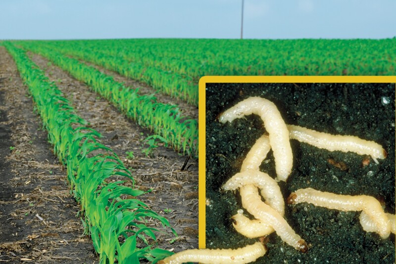 Corn-Rootworm-Larva