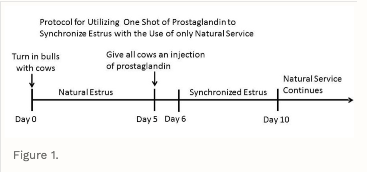 Cows Induction Protocol.pdf Synchronizing Cows With One Injection, One Time Through Chute and Bull ...