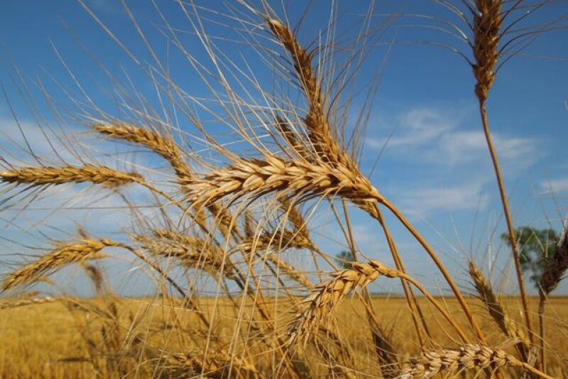 wheat in the field