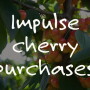 Rainier Cherries 