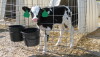 Holstein calf.jpg