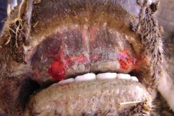 In cattle, signs of EHD can mimic those of foot and mouth disease (FMD).