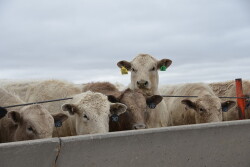 Charolais Feedlot Steers