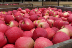 hudson river fruit apples