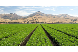 LGMA field.png