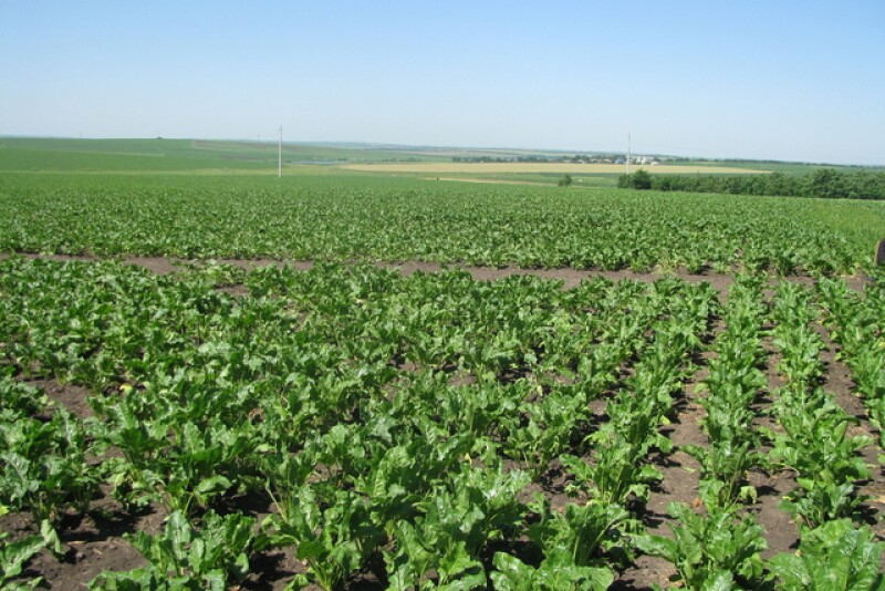 sugarbeet field