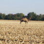 On Sept. 30, Macon Country Sheriff's office in central Illinois had unique task of rounding up a camel.