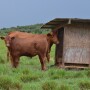 Drovers Hosted Header.JPG
