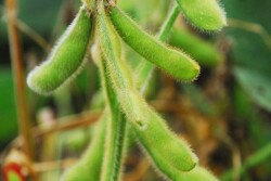 crop_tour_soybean_ben_potter_2