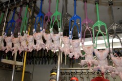 This collaborative effort aims to build risk assessment models that will allow Perdue and other poultry producers to optimize Salmonella control strategies in their supply chain by enhancing intervention tactics. 
