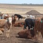 BT_Mexican_Feedlot_Cattle