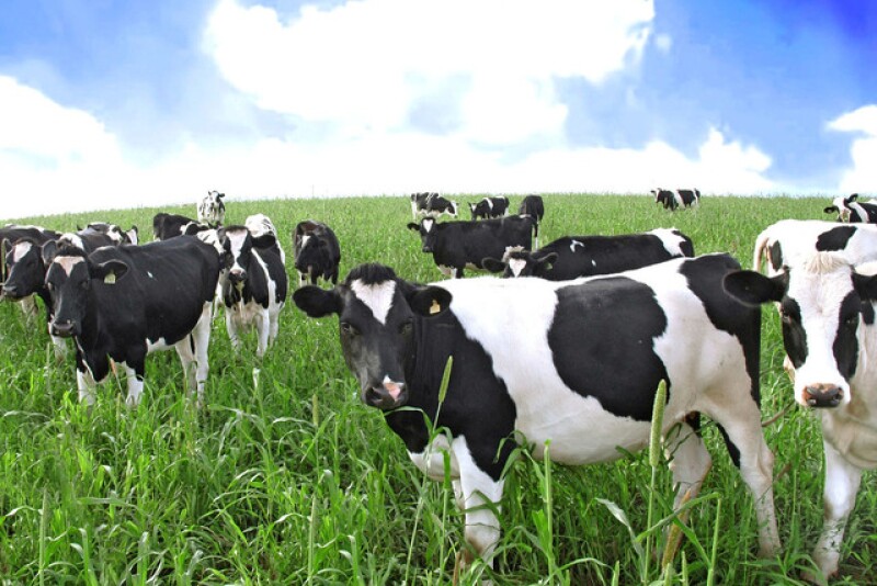 DT_Dairy_Heifers_Netherlands_Europe