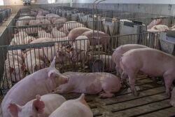 Pigs at K-State