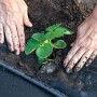 Drip irrigation near a strawberry seedling for water conservation.