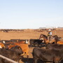 Wilson Cattle Company & Beef Northwest cast a vision for the future of beef production.