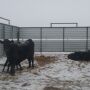 Bitter cold temperatures not only add stress to the cow, but also the calf.  