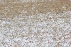 alfalfa_snow