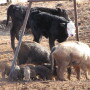 BT_Feral_Hogs_Cattle