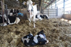 Researchers are exploring whether cattle would benefit from pain management associated with calving.