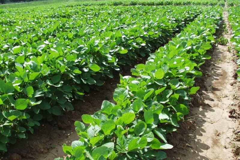 soybean field