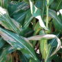 Northern corn leaf blight (NCLB)