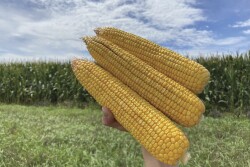 The 2020 Pro Farmer Crop Tour showed the potential of record crops
