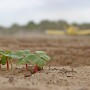 Producers will plant more cotton acres in response to market demand.