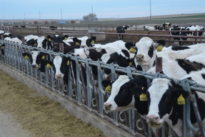 DT_Idaho_Dairy_Heifers_Open_Lot