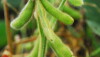 soybeans
