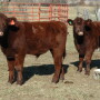 Preconditioned calves return more at auction.