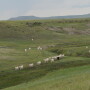 Most of cattle country has had abundant to excessive moisture this year—as evident from my travels from Oklahoma to Montana. 