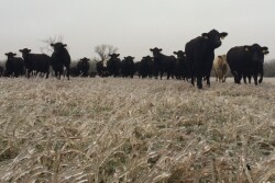 BT_Cattle_Ice_Winter