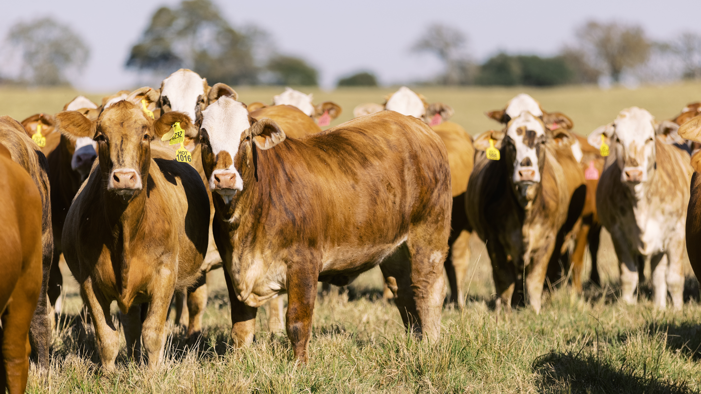 Why Embryo Products Make Sense for Commercial Cattle Operations - Drovers