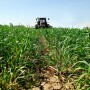 Planting Into Green Cover Crops