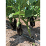 Eggplant is included in this winter's product line from Crown Jewels Produce, along with cucumbers, squash, honeydew melons, cantaloupes, bell peppers and other items, says Jesus Gonzalez, general manager. Quality in most items has been good, he said in mid-November.