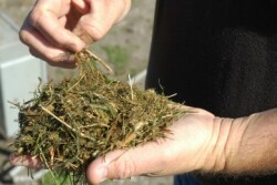 forage